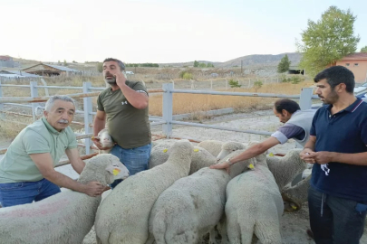 Çankırı'da üreticinin merinos heyecanı