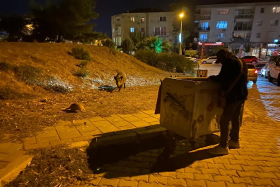 İzmir'de domuz sürüleri şehre indi