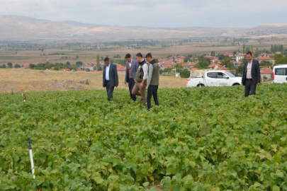 Afyonkarahisar'da fasulyede bereket var