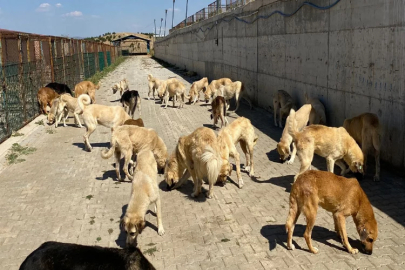 Sorgun’da sokak hayvanları emin ellerde