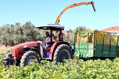 Aliağa'da yerli ve milli çeşitler hayvancılığa katkı sağlıyor