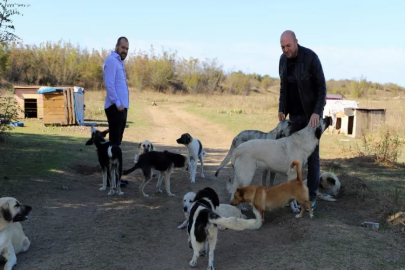 Sakarya'da 80 köpeği boş araziye bıraktılar