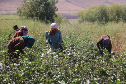 Depremin vurduğu Hatay'da tarım işçileri ter döküyor