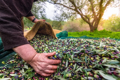 Sofralık zeytin ihracatında rekor artış