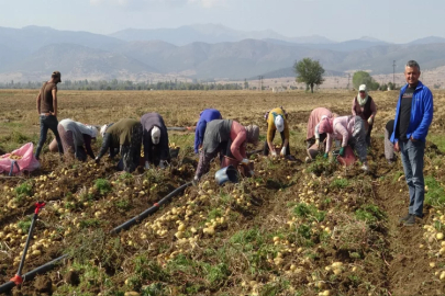 Afyonkarahisar'da ikinci ekim patates hasadı sürüyor