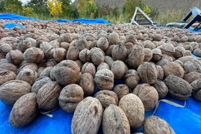 Hakkari’nin İran sınırında ceviz hasadı başladı