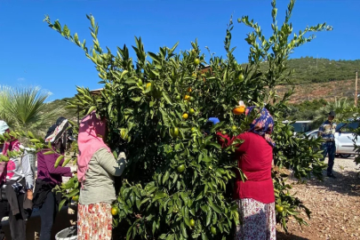 Muğla'da mandalina hasadı başladı