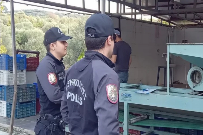 Balıkesir’in zeytin bahçelerinde polis göz açtırmıyor