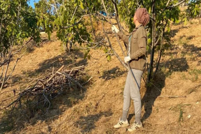 Aydın’da iki ay önce başlayan incir hasadı sona erdi