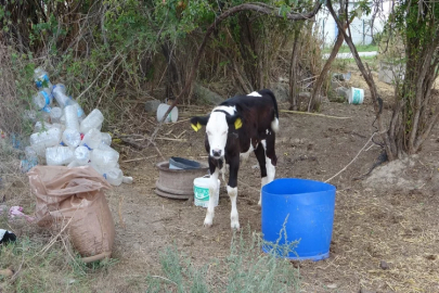 Holstein cinsi inek, köpekler tarafından telef edildi