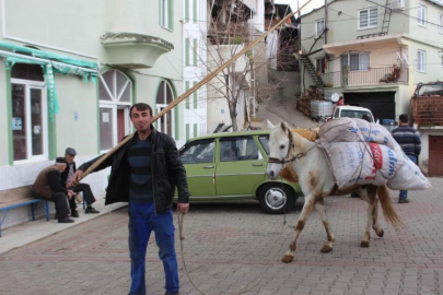 Aydın'da tarım için hala eşekler kullanılıyor