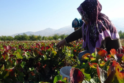 Sezonun son hasadında siparişlere yetişemiyorlar