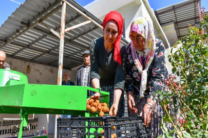 Ceviz üreticilerinin kabuk soyma derdi sona erdi