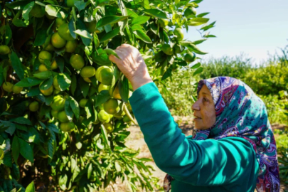 İzmir'de satsuma mandalinasında hasat dönemi başladı