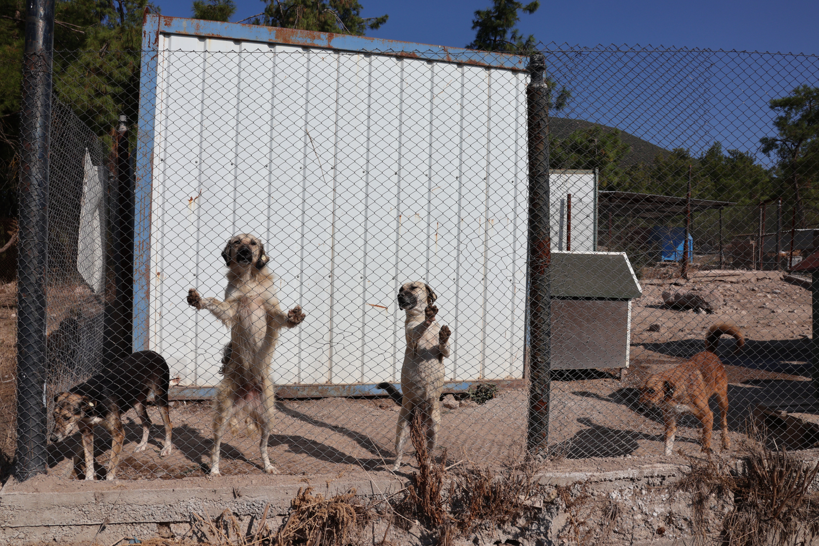 köpek mama yardımı