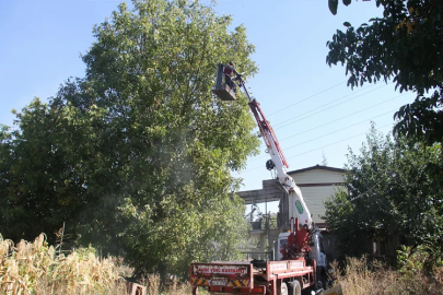 Konya'da vinçle ceviz topladılar