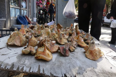 Kütahya Tavşanlı’da mantar pazarı kuruldu