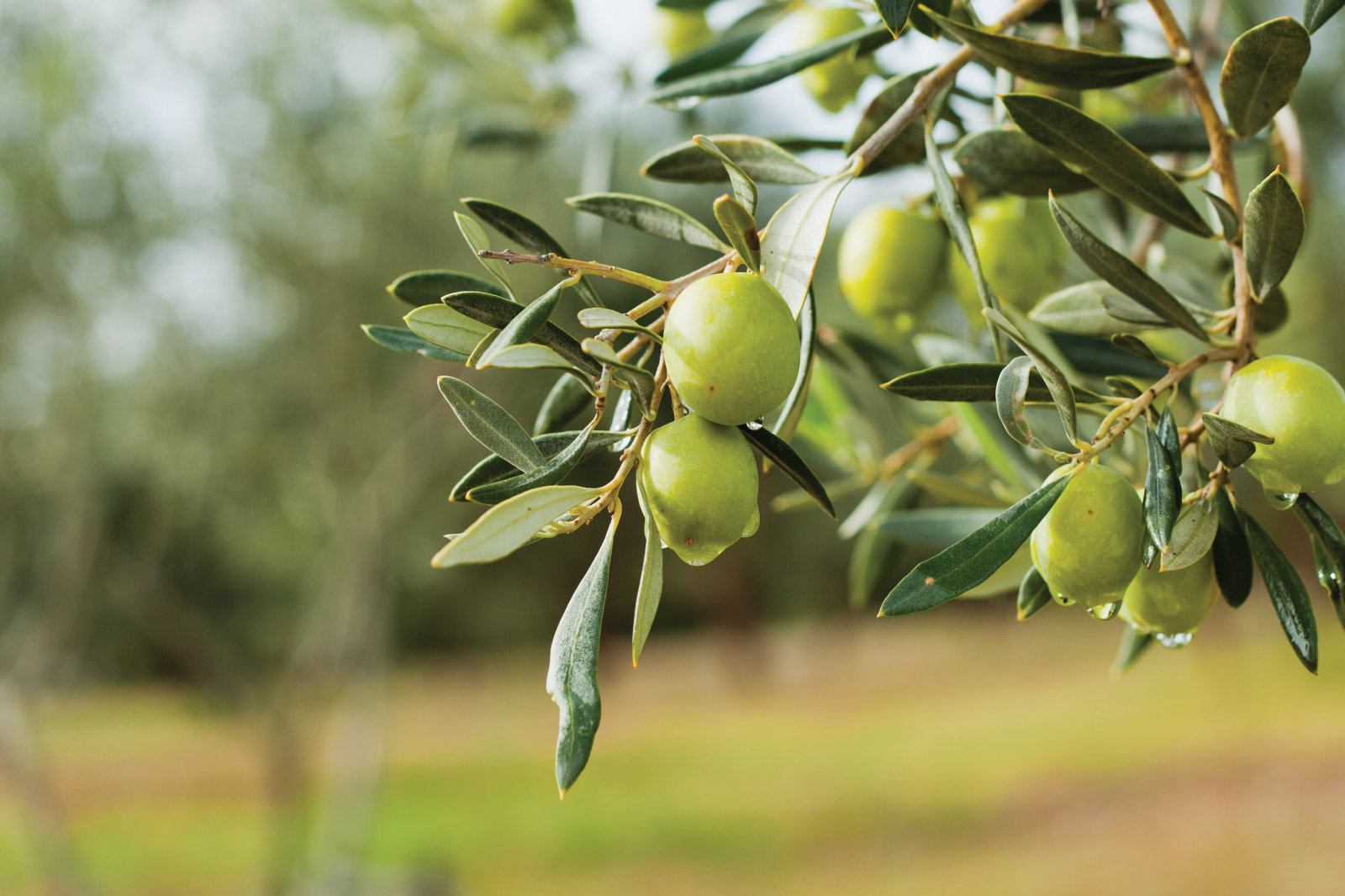 Zeytin-Agaci