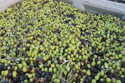 Foça'da zeytin sıkımı başladı