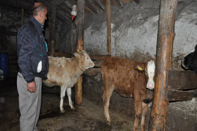 Kars’tan İzmir’e uzanan buruk bir hikaye: Torunlarının tedavisini karşıladıkları inekler çalındı