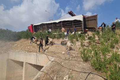 Şanlıurfa’da 80 koyun telef oldu