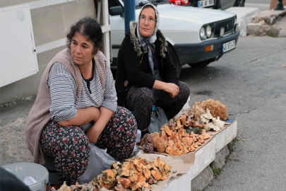 Muğla’da kuraklığa rağmen Çıntar bolluğu