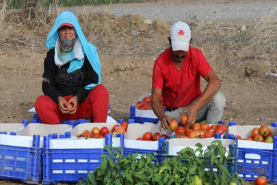 Muğla’da güz domatesi hasadı başladı