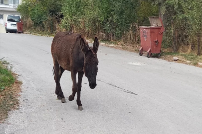 Kütahya'da sahipsiz eşek koruma altına alındı