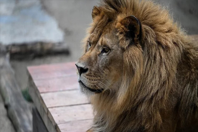 Validen uyarı: Aslan kaçtı evinizden çıkmayın!