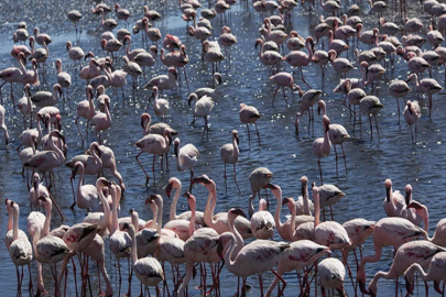 Afrika sahillerinde bir flamingo cenneti