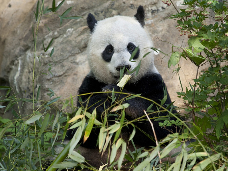 panda