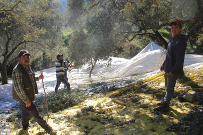 Aydın’da üreticiler bu yıl zeytin değil altın topluyor