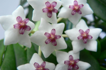 Sıra dışı bir görünüme sahip olan mum çiçeği çeşitleri nelerdir?