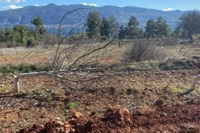 Denizli’de ağaç katliamı: 10 yıllık emek bir gece katledildi