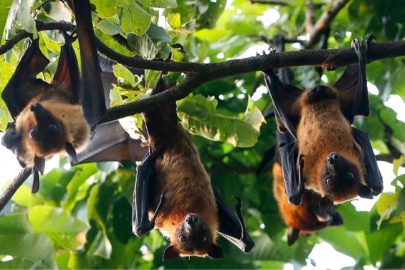 DSÖ’den Nipah virüsü paniği: Nipah virüsü nedir? Nipah virüsü belirtileri nelerdir?