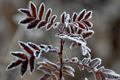 Meteoroloji’den Eskişehir'e don uyarısı  