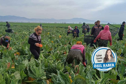 Kentten köye yolculuk… Artan maliyetler, bulunamayan işçi, heba olan mahsul, kuruyan ova! 