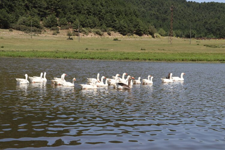 Buldan Yaylası Kamp Alanı