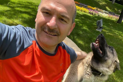 Eski İçişleri Bakanı Soylu'dan başıboş sokak köpekleri düzenlemesine ilişkin açıklama: Geri dönüşü olmayan travma yaratır