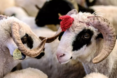 Kurban Bayramı tatili 9 gün olacak mı? Kurban Bayramı ayın kaçında, kaç gün sürecek?