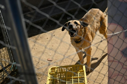 İspanya'da sahipsiz köpekler sorununa barınaklar, kısırlaştırma ve kontroller sayesinde çözüm bulundu