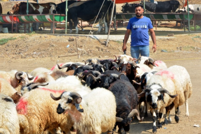 Aliağa'da kurbanlık kesim fiyatları açıklandı