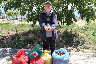 Çiftçinin cevizi çürümekten kurtuldu