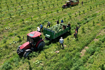 Adana'da karpuz fiyatları düştü