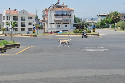 Aydın’da iki gün üst üste köpek saldırısı: Mahalleli endişeli