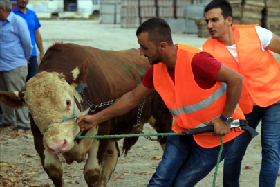 Kurban Bayramı öncesi hazırlıklar hız kesmiyor: Boğa Yakalama Timleri göreve hazır!