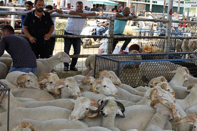 Tokat kurban kesim yerleri 2024: Tokat’ta kurban pazarları nereye kurulacak?