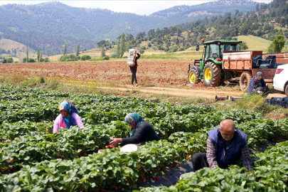 Devlet destekli çilek bahçeleri göçü tersine çevirdi