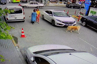 Kocaeli'de vicdansızlığın böylesi: Köpeğe çarpıp yoluna devam etti