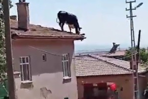 Kurbanlık büyükbaş hayvan kesimden kurtulmak için çatıya çıktı